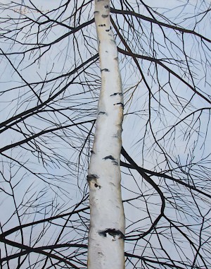 Birch Tree II