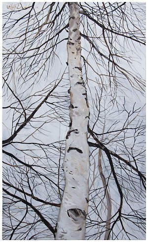 Birch Tree